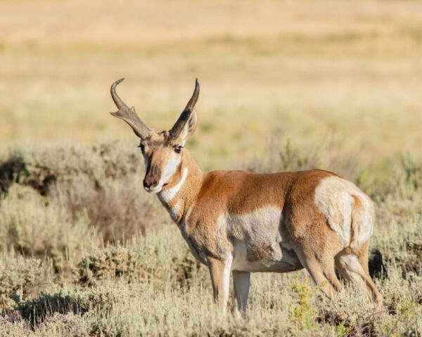 Pronghorn in the open prairie in the North Park region of Colorado