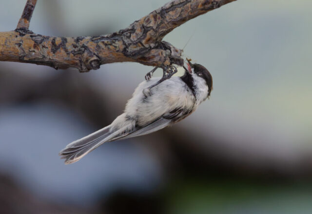 Black-capped Chickadee enjoying a mosquito for breakfast