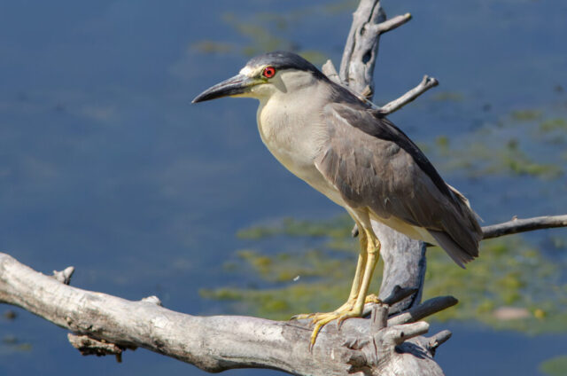 Black-Crowned Night Heron perched on a dead tree along the shore.