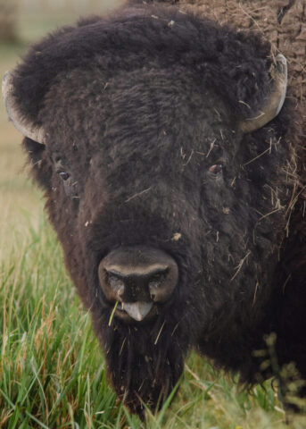 American Bison grazing the prairie