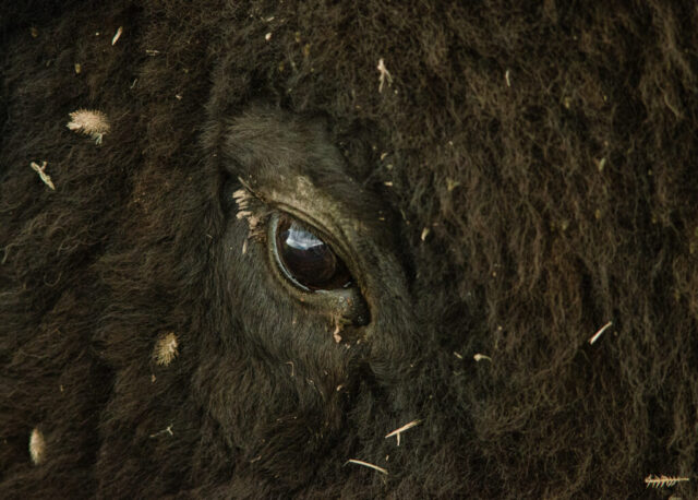 American Bison eye close-up