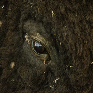 Weathered - American Bison