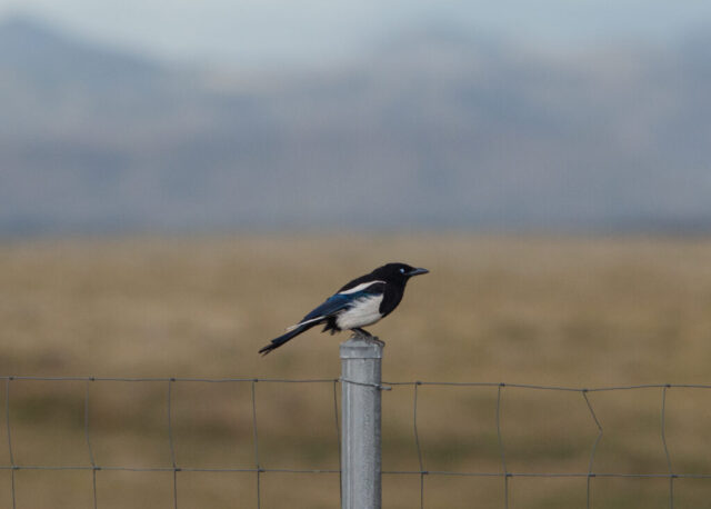 Black-billed Magpie perched on a fence post blinking