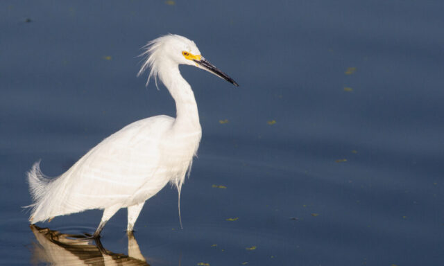 Snowy Egret hunting in the early morning sun