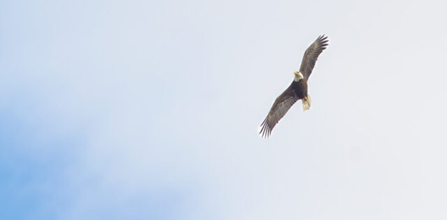 Bald Eagle soaring through the sky.