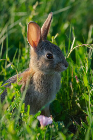 Desert Cottontail amongst grass.