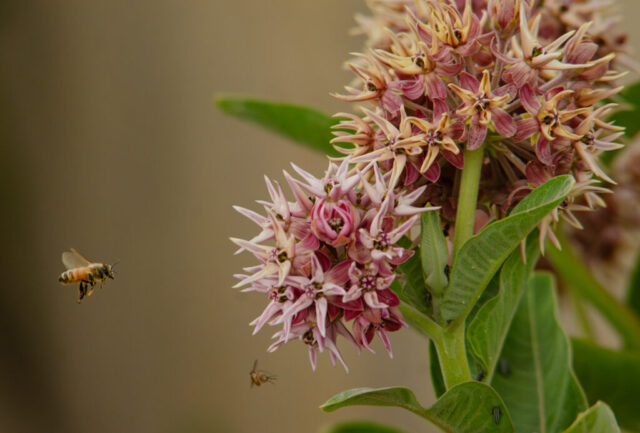 Honey bee hovering in front of Showy Milkweed