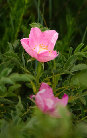 Wild Rose amongst the grass.