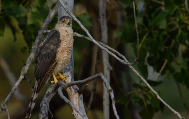 Cooper's Hawk perched on a tree in the early morning hunting for breakfast