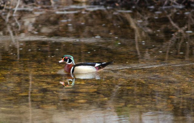 Wood Duck swimming along the Poudre River