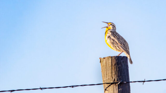 Western Meadowlark singing on a fence post.