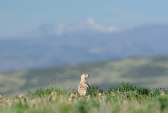 Black-tailed Prairie Dog standing alert on the Colorado prairie with Longs Peak in the background.