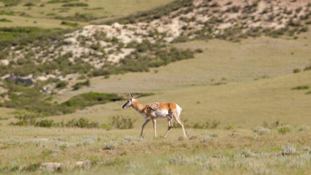 Pronghorn walking through the prairie of Colorado.