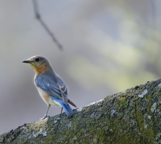 Eastern Bluebird alert on a tree branch